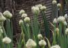 Многолетний лук — посадка и уход Многолетний лук на зелень из семян выращивание