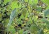 Съедобный физалис: выращивание из семян Как вырастить физалис из семян