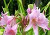 Кринум: уход в домашних условиях за роскошной лилией Цветок кринум в открытом грунте